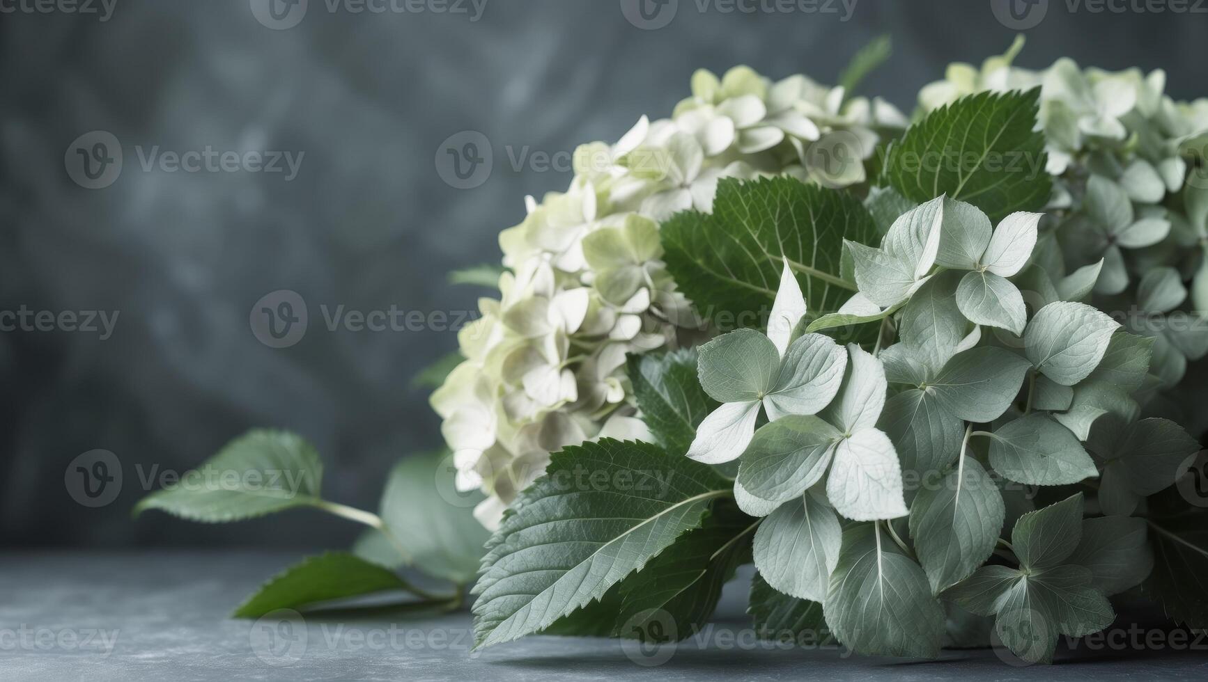 Delicate Hydrangea Flowers on Dark Slate Background with Green Leaves photo