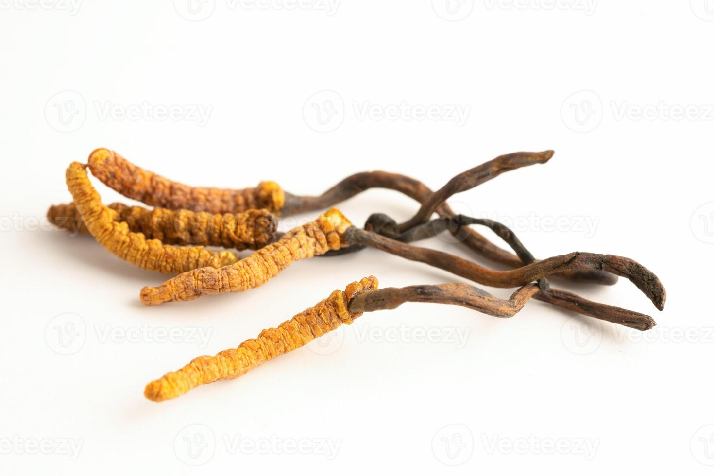 Cordyceps or Ophiocordyceps sinensis mushroom herb is fungus for used as medicine photo