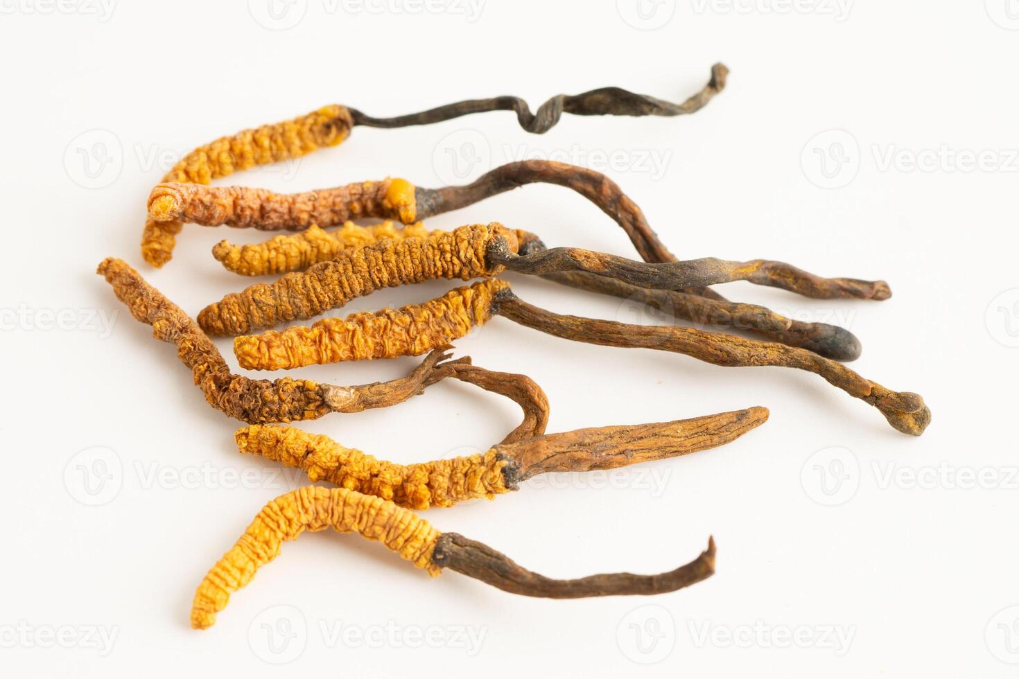 Cordyceps or Ophiocordyceps sinensis mushroom herb is fungus photo