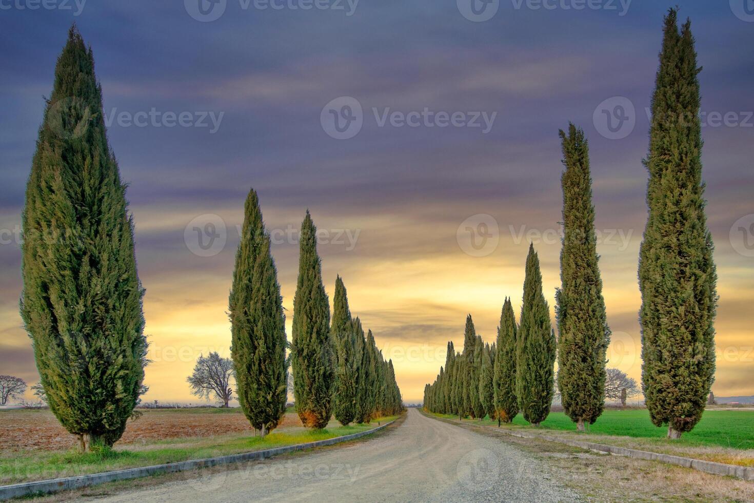 Treated path of cypresses in Tuscany photo