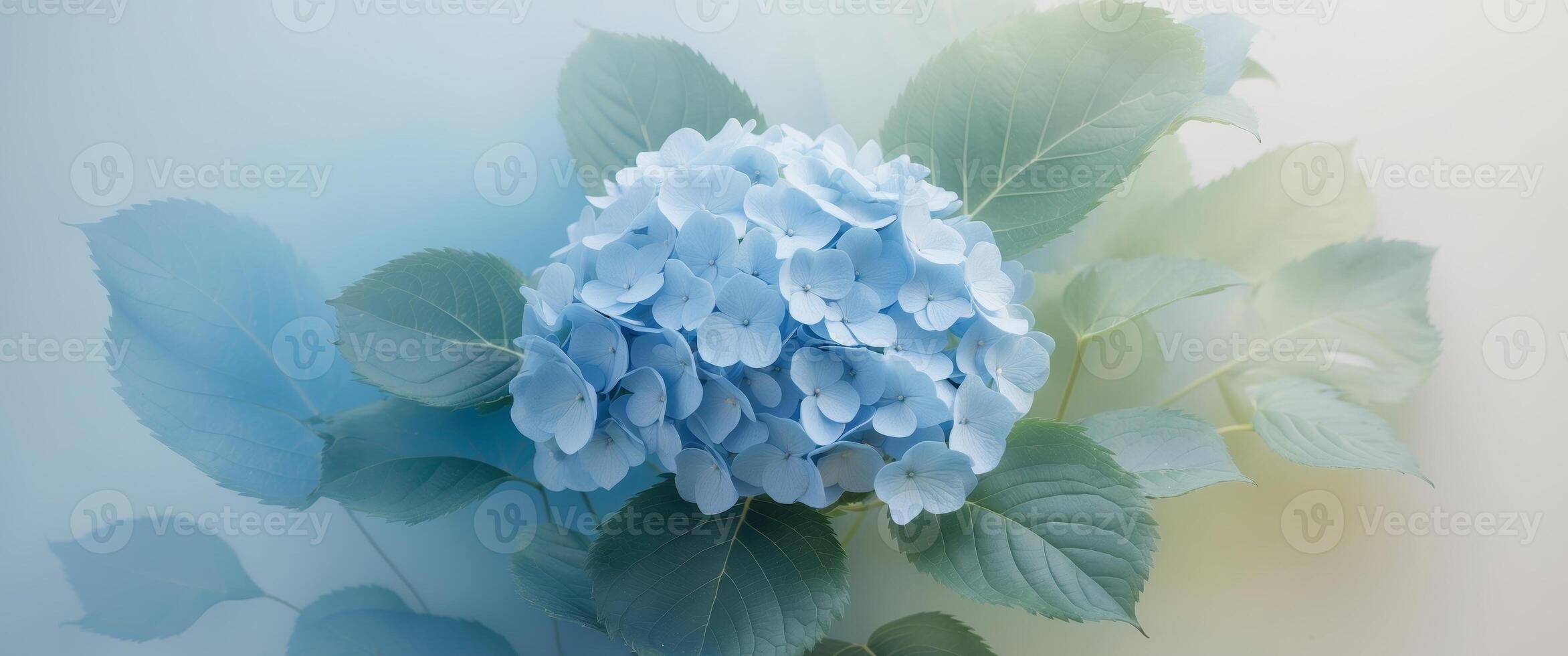Beautiful Blue Hydrangea Flowers with Green Leaves on a Soft Gradient Background for Nature and Floral Design Concepts. photo