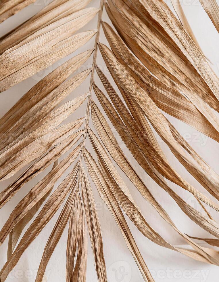 Exotic Dry Palm Leaves Displayed on Clean White Background photo