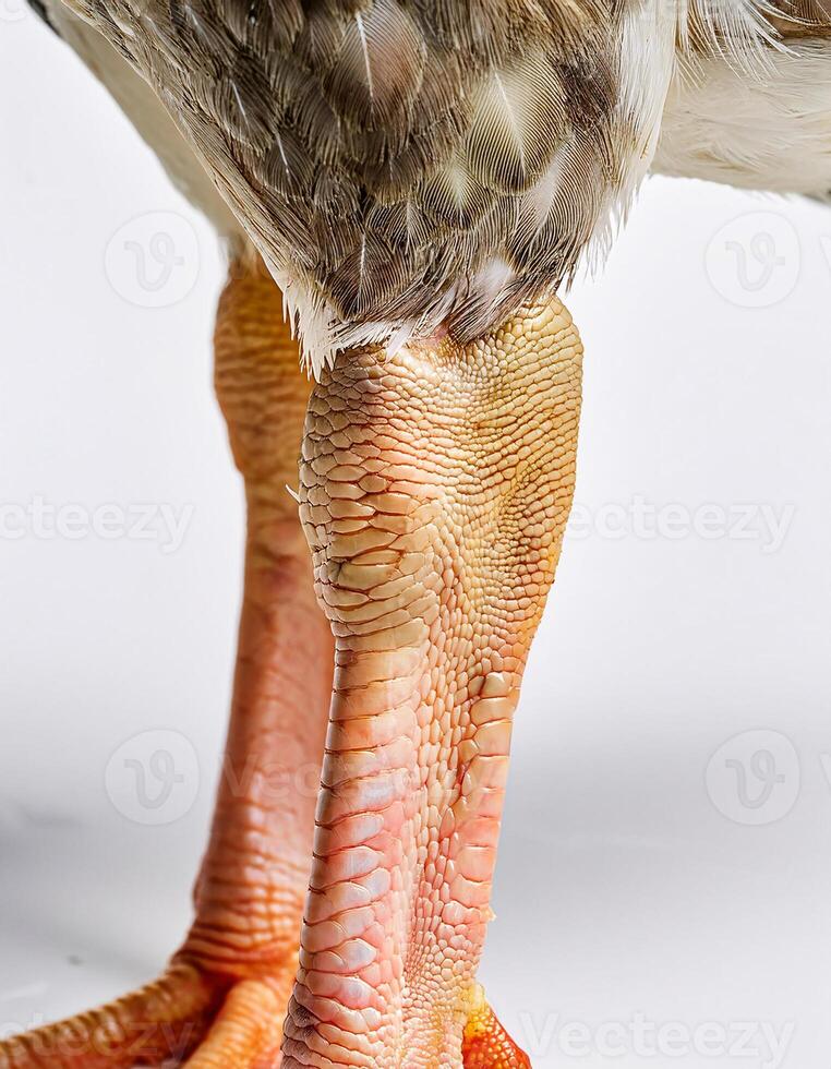 Dirty Duck Legs in Natural Environment with White Background photo
