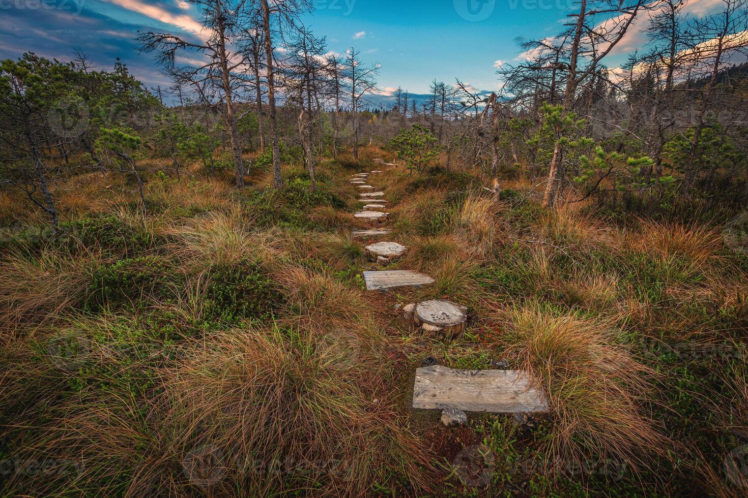 Footpath made of wooden planks over the swamp, Mohos bog photo