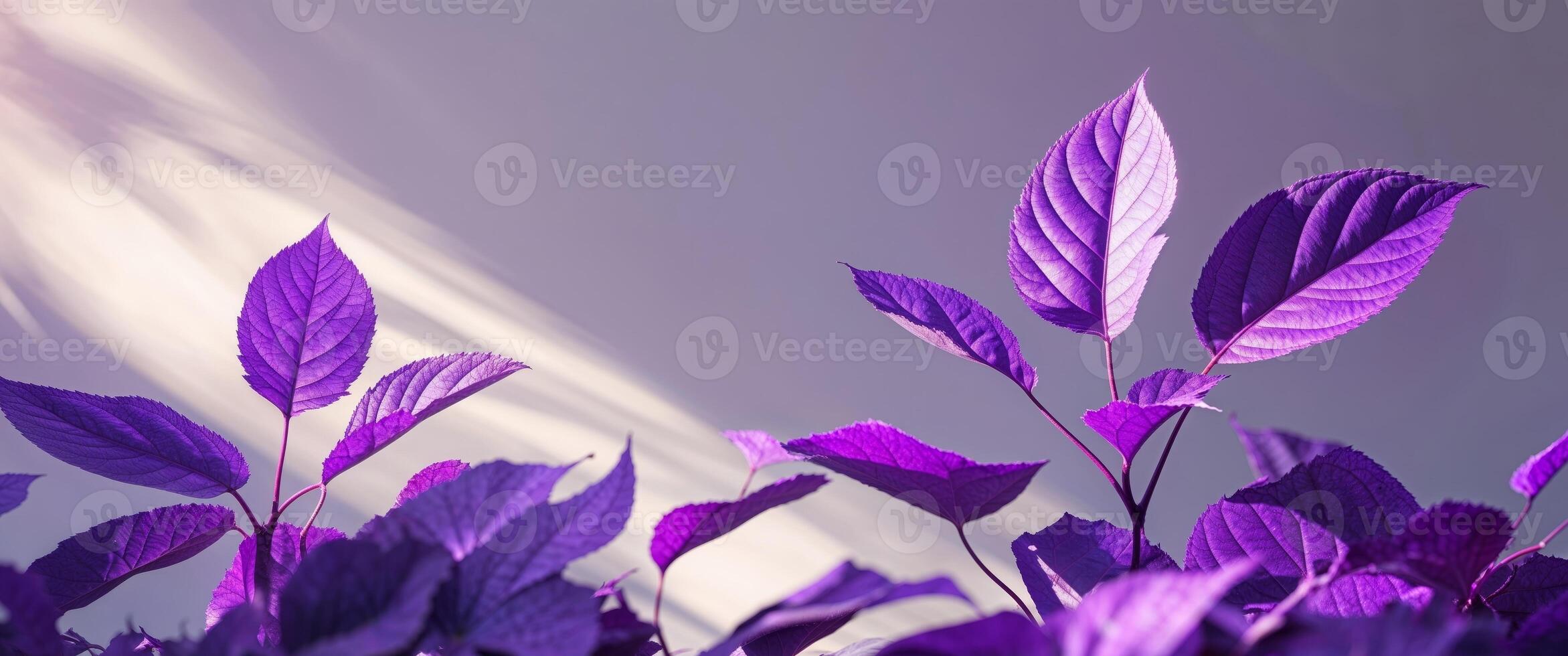 Vibrant purple leaves illuminated by sunlight create magical for photo