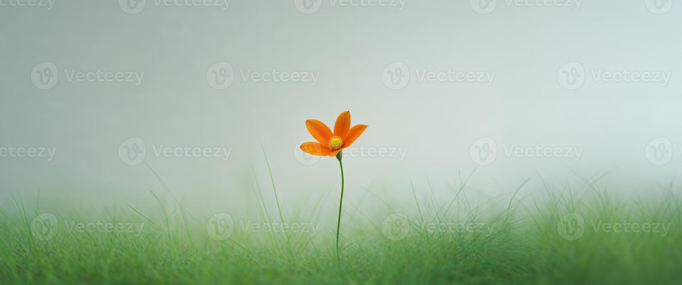 Orange Flower Blowing In The Wind Amidst Green Grass. photo