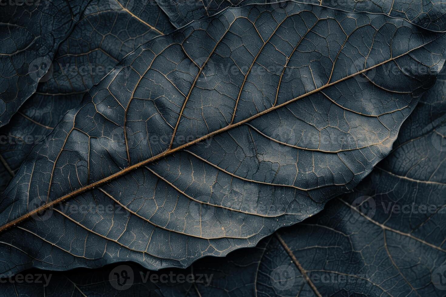 Close up of dried leaves showing intricate vein structures in dark blue tones photo