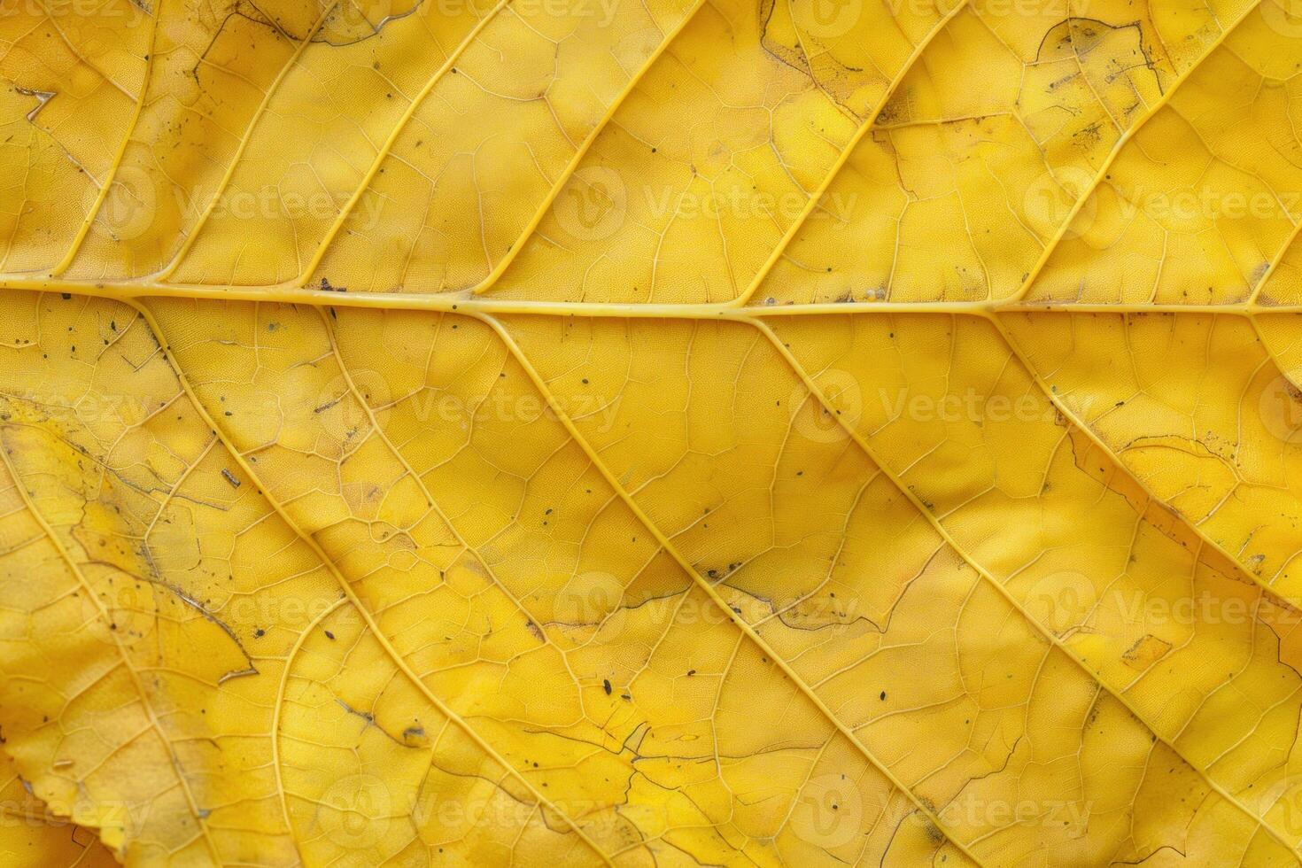 Close up of yellow leaf showing intricate vein structure in autumn photo