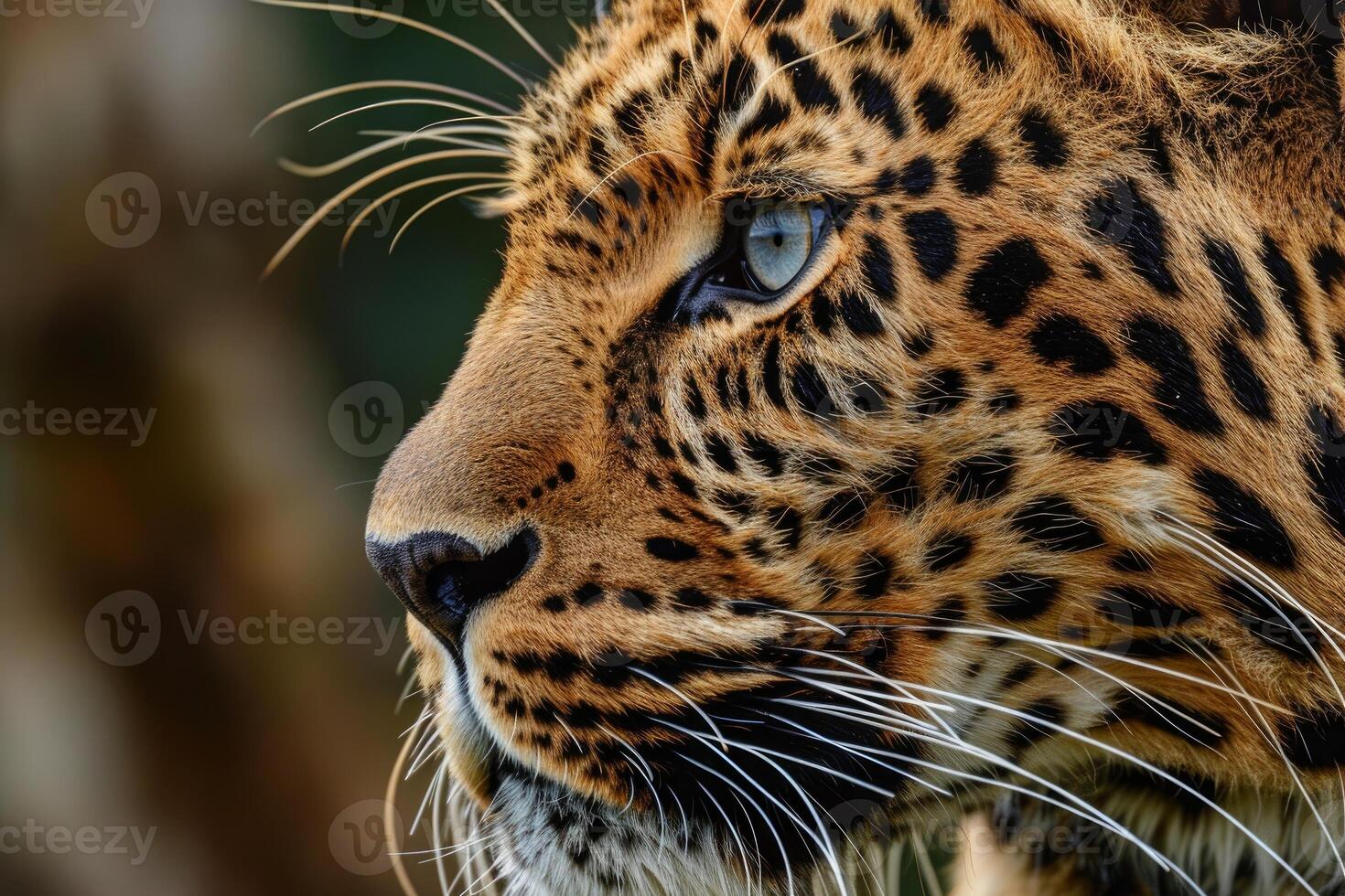 Leopard showing its beautiful fur and whiskers in profile view photo