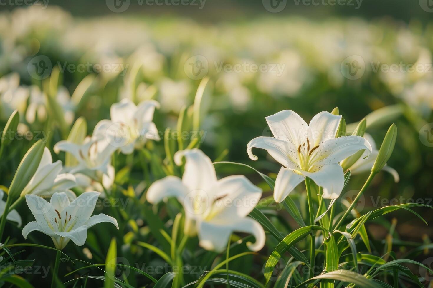 White lilies blooming in a sunny field photo
