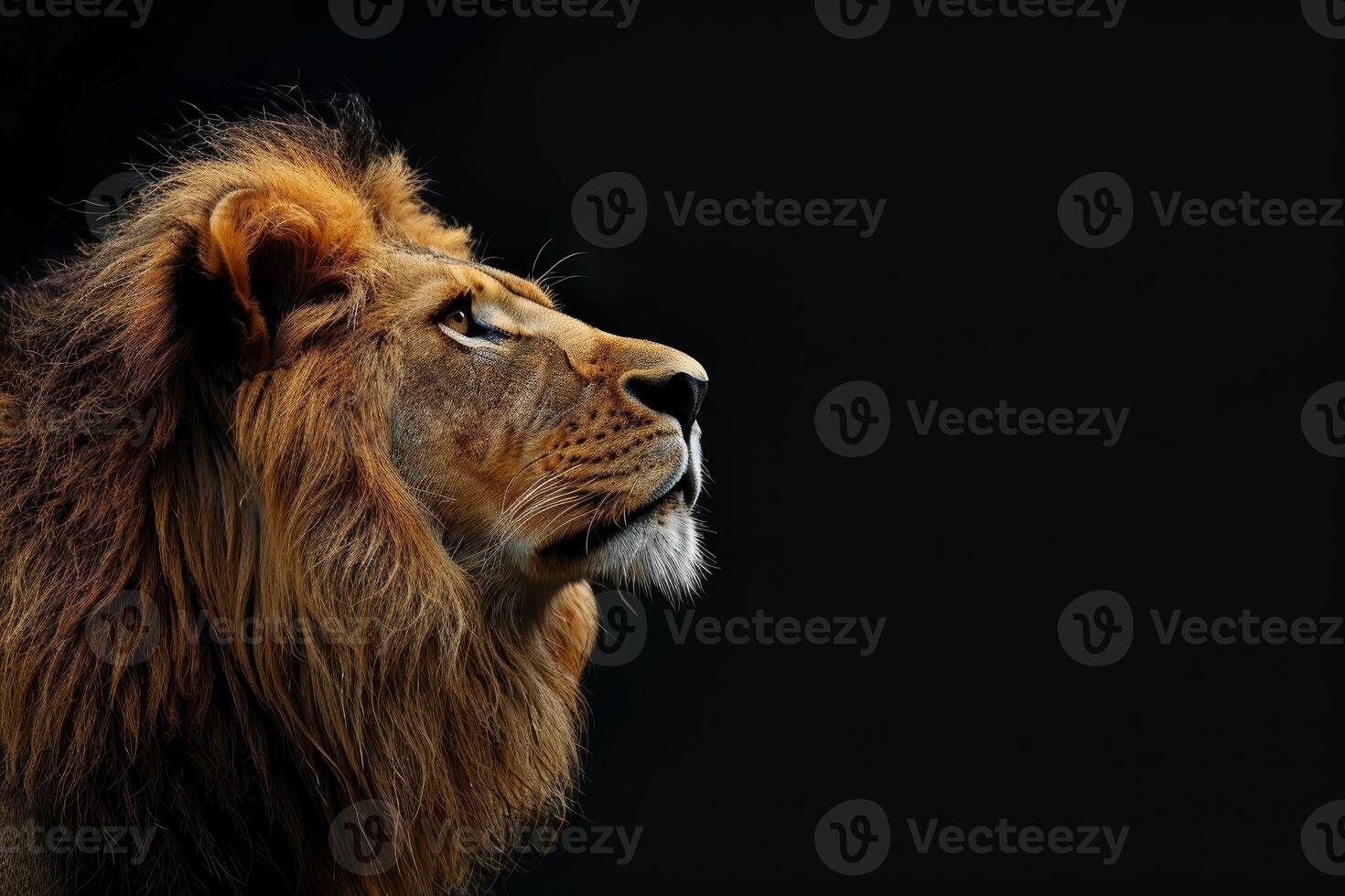 Majestic lion observing with intensity on black background photo