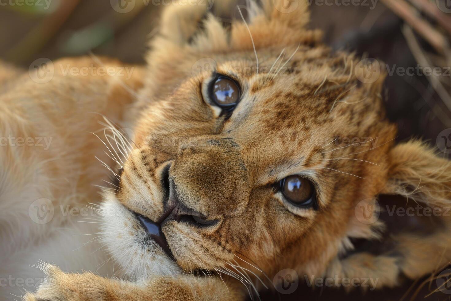Adorable lion cub relaxing and enjoying the warm sunlight photo