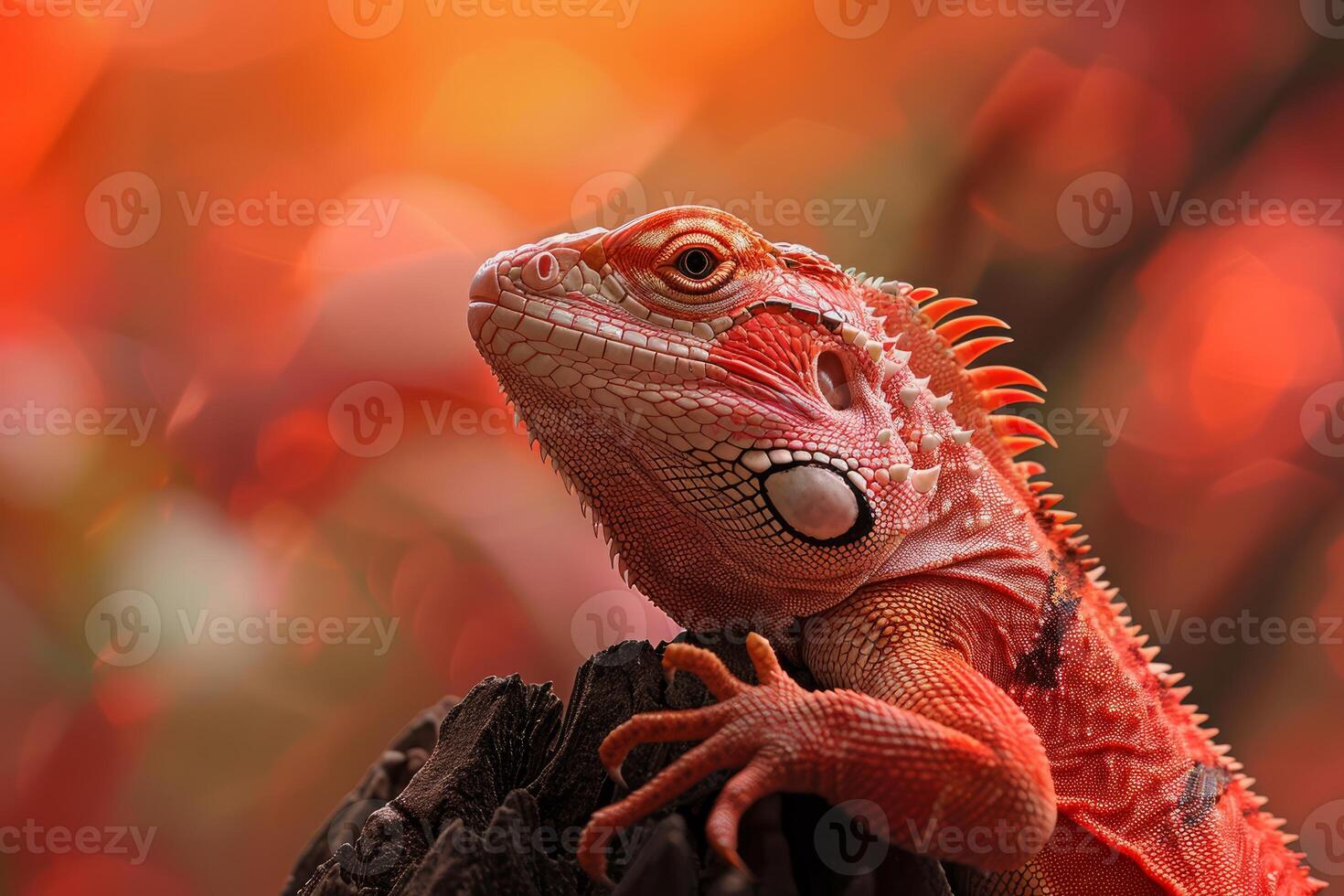 Red iguana resting on a branch with orange bokeh background photo