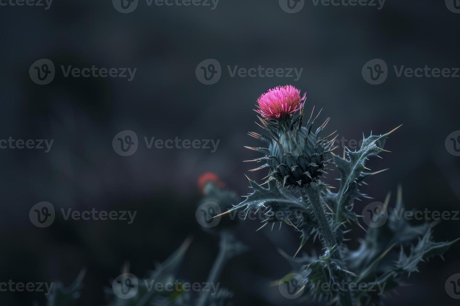 Blooming thistle flower growing in nature with moody background photo