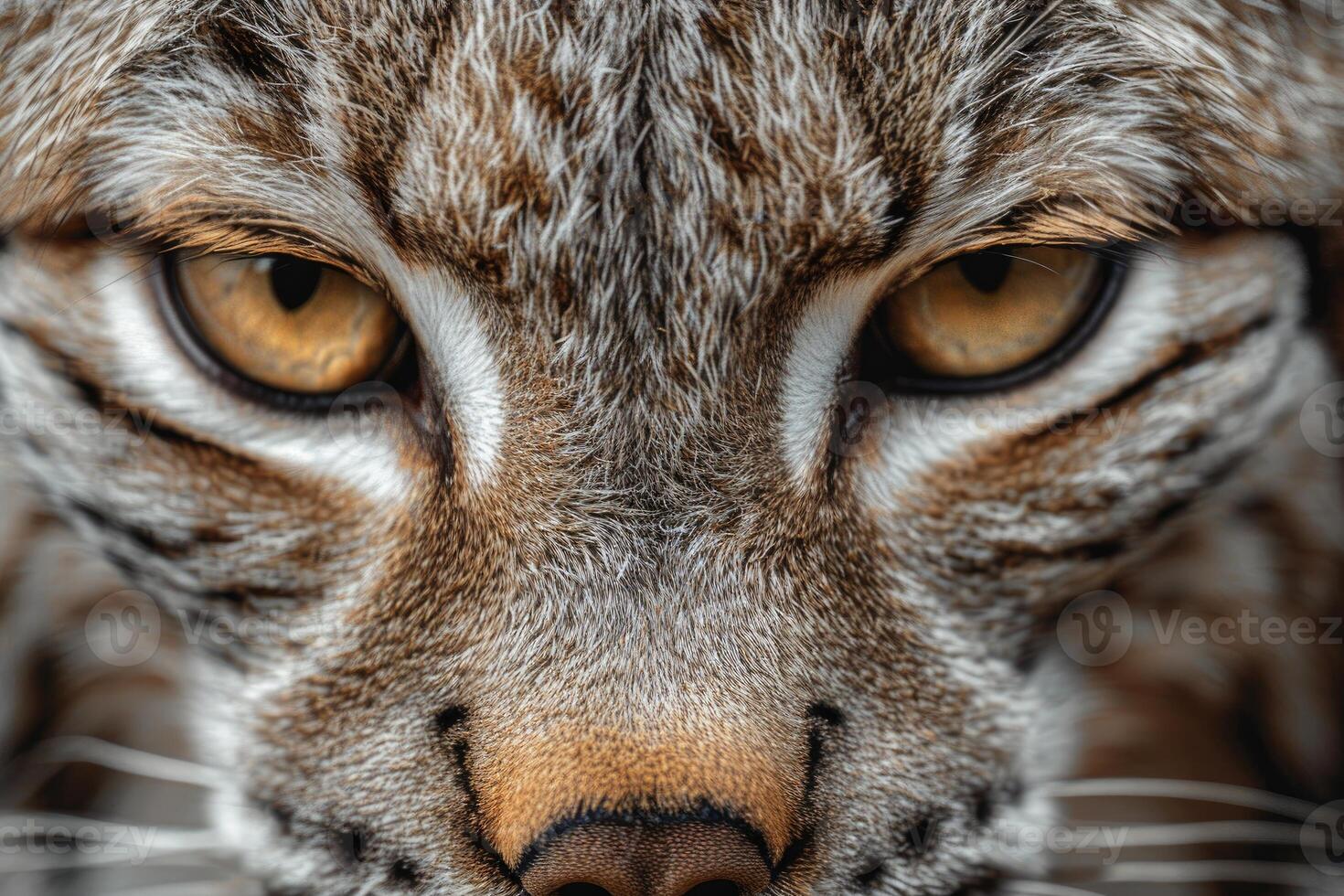 Eurasian lynx staring intensely showing its beautiful fur and whiskers photo