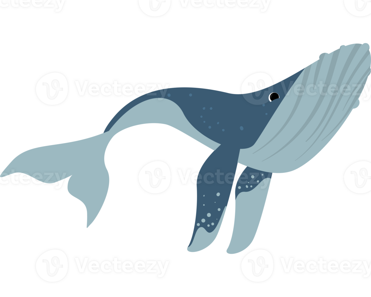 Humpback sealife design png