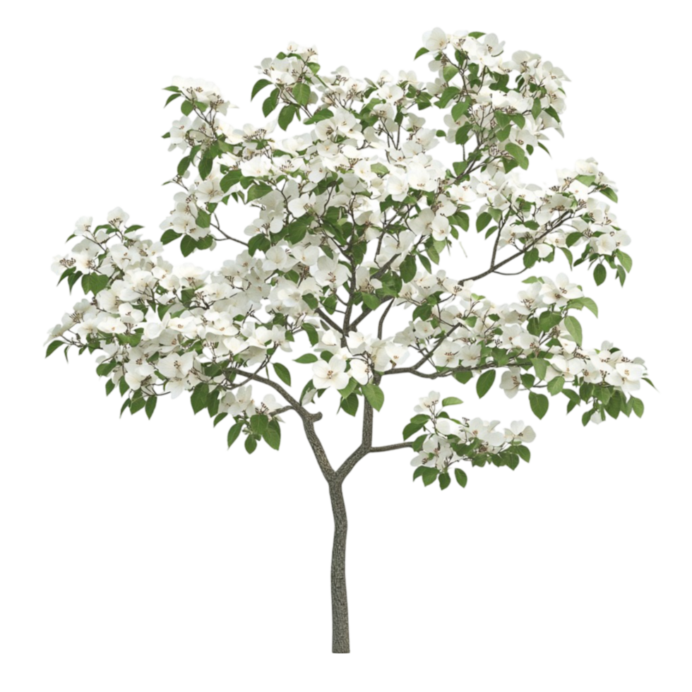 Flowering Tree with Fresh Bloom png