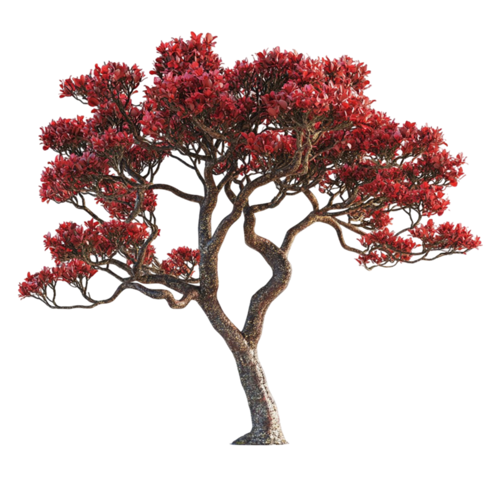 Tree with Twisted Trunk and Red Leaves png