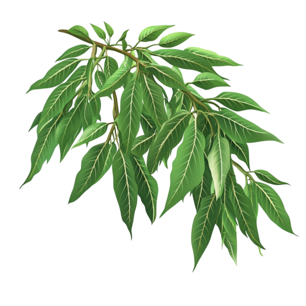 Green Leaves on Thin Branch with Natural Detail png