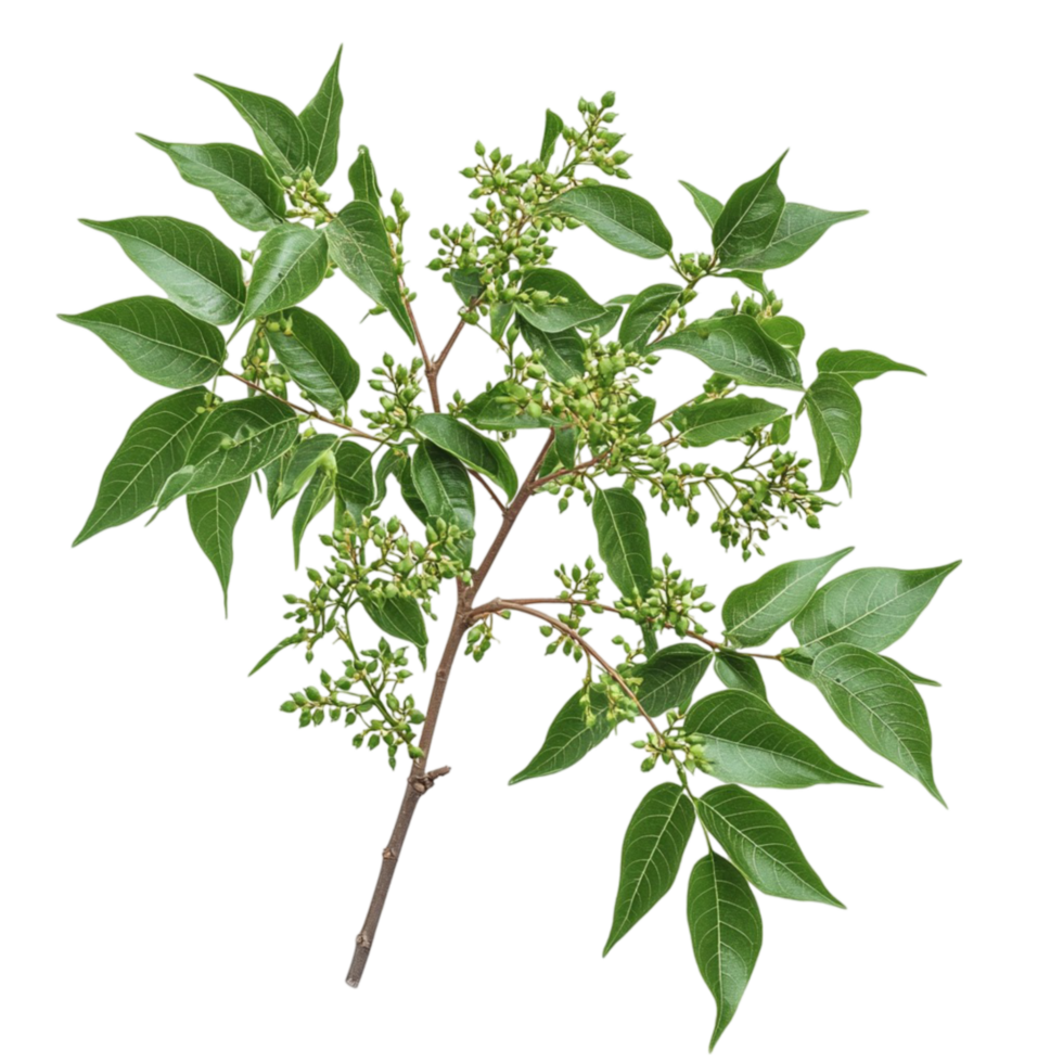 Branch of Green Leaves with Flowers png