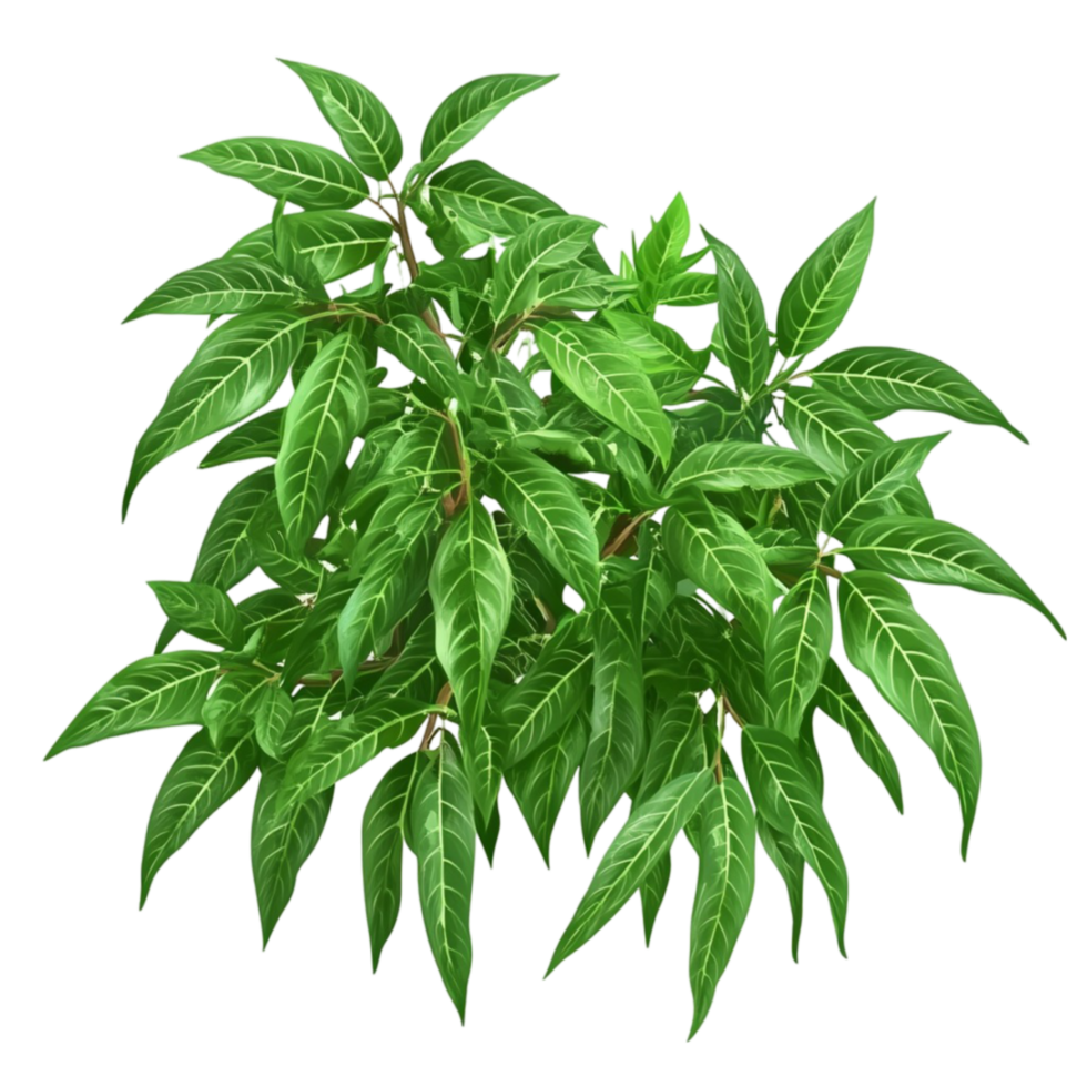 Plant with Green Leaves png