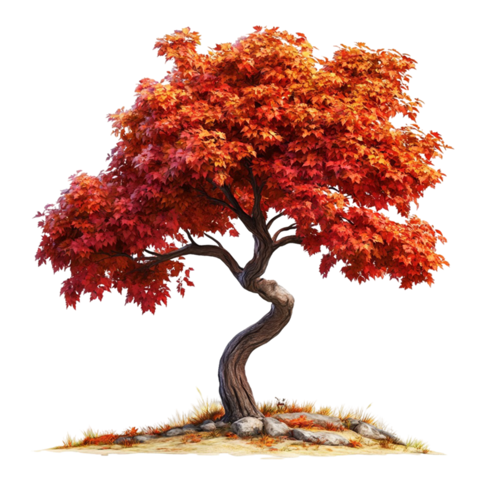 Red Maple Tree on Hill with Rock png