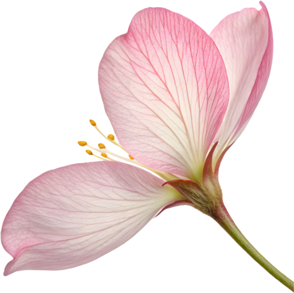 Elegant cherry blossom petal clipart for luxurious decor. . png