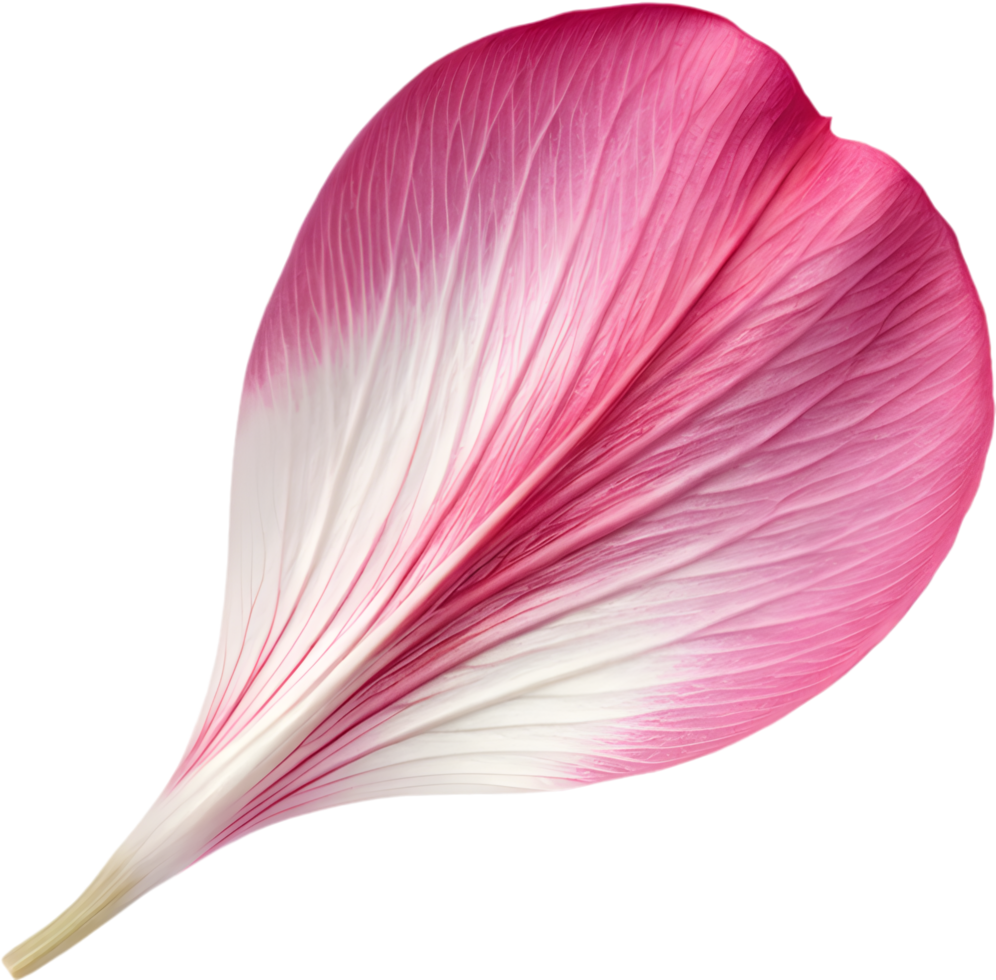 Beautiful cherry blossom petal artwork with lovely textures. . png