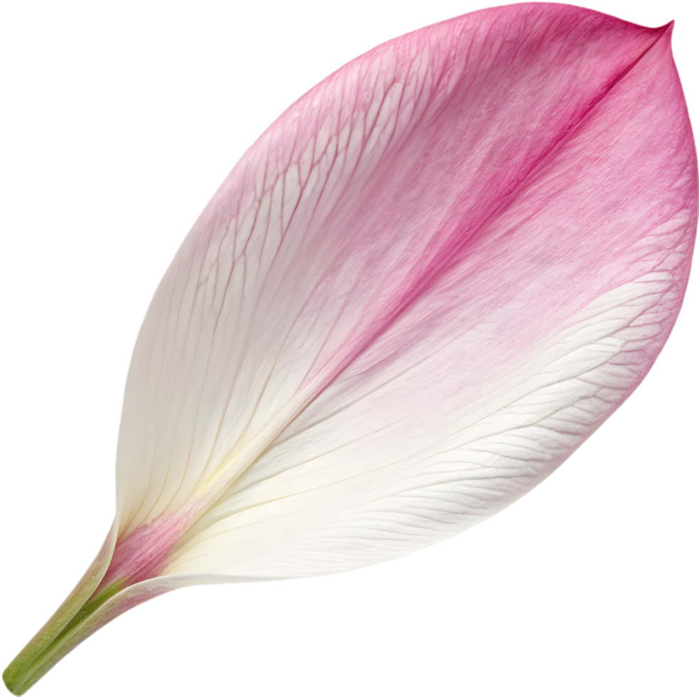 Aesthetic cherry blossom petal clipart for elegant patterns. . png