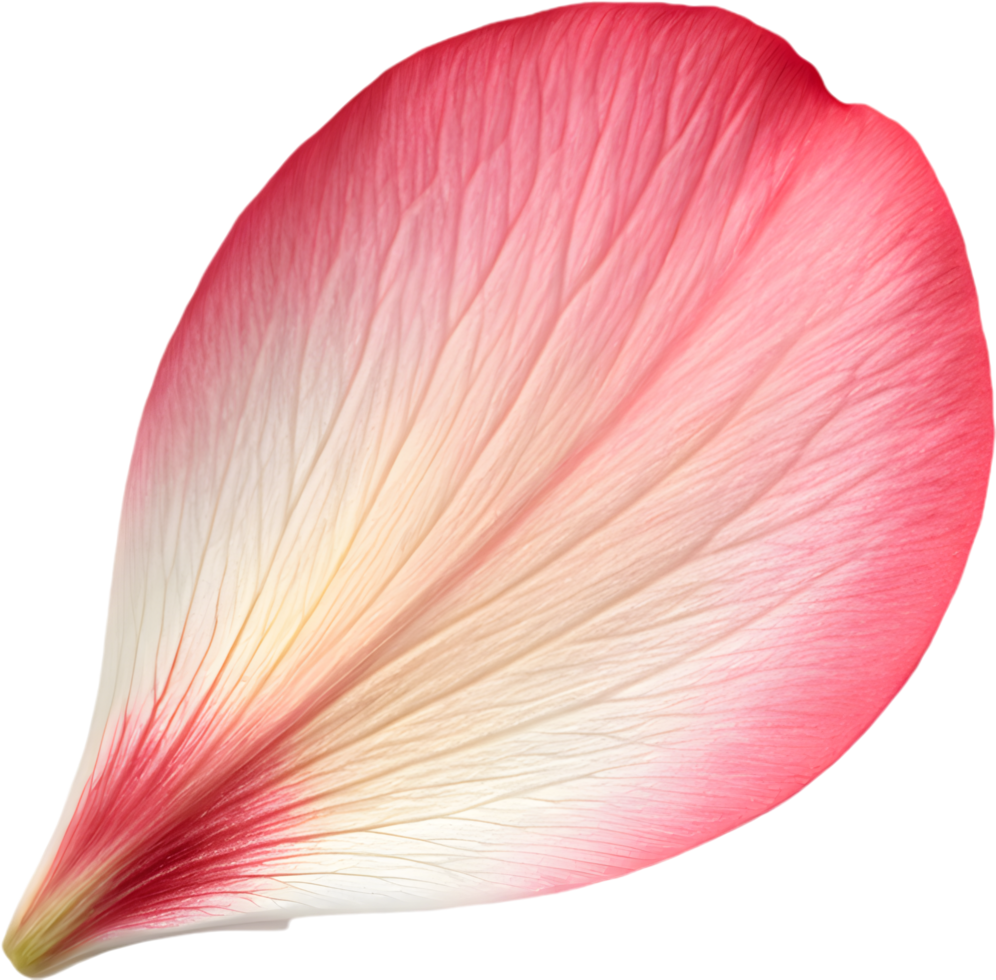 Floral cherry blossom petal clipart for digital decorations. . png