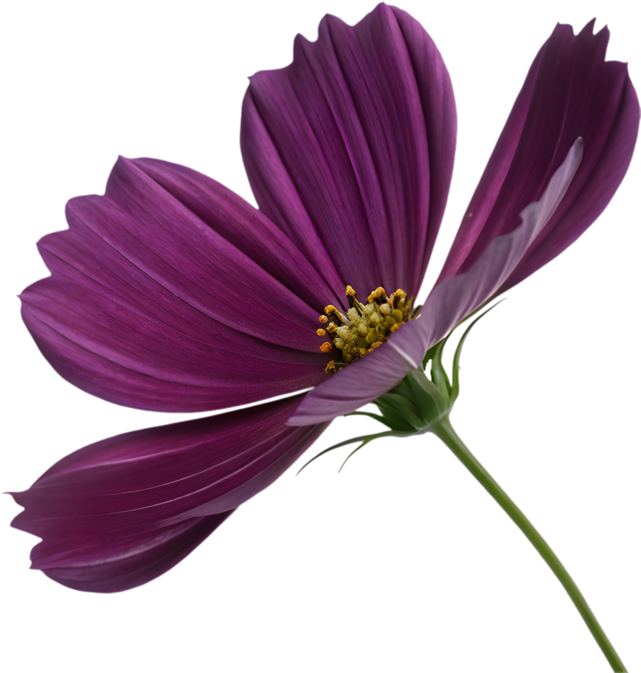 Nature-inspired cosmos flower petal clipart for decorations. . png