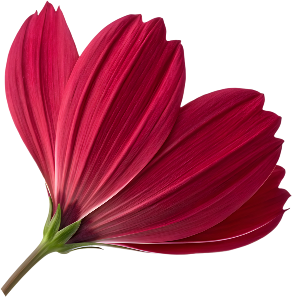 Elegant cosmos flower petal clipart for beautiful designs. . png