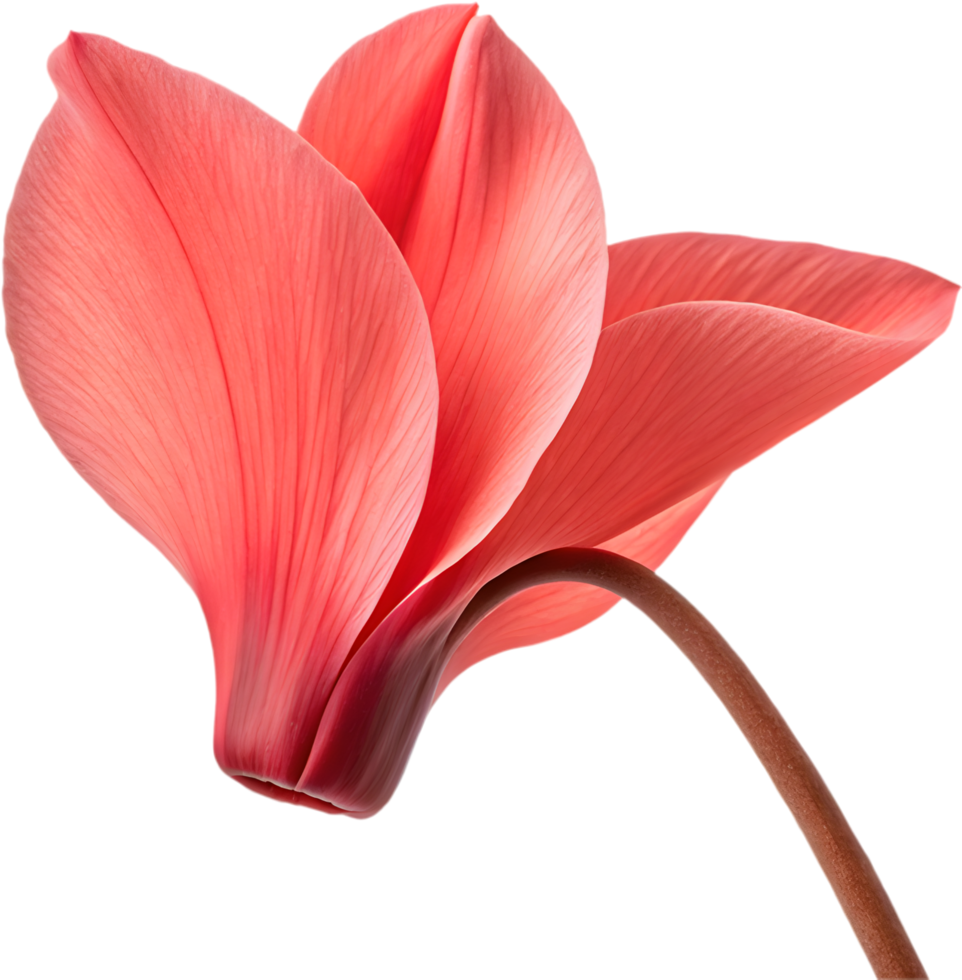 Botanical cyclamen flower petal illustration with graceful elegance. . png
