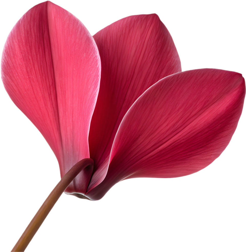 Vibrant cyclamen flower petal clipart for digital embellishments. . png