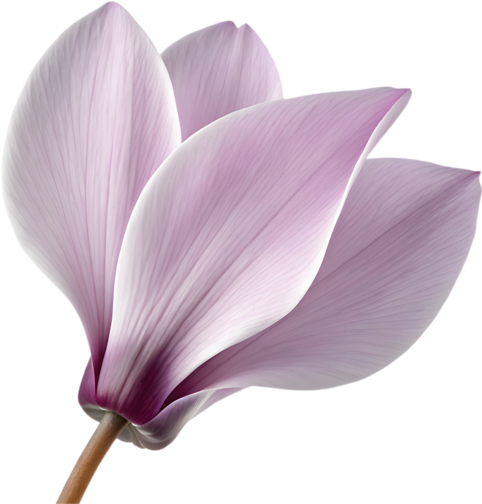 Gorgeous cyclamen flower petal artwork for digital projects. . png