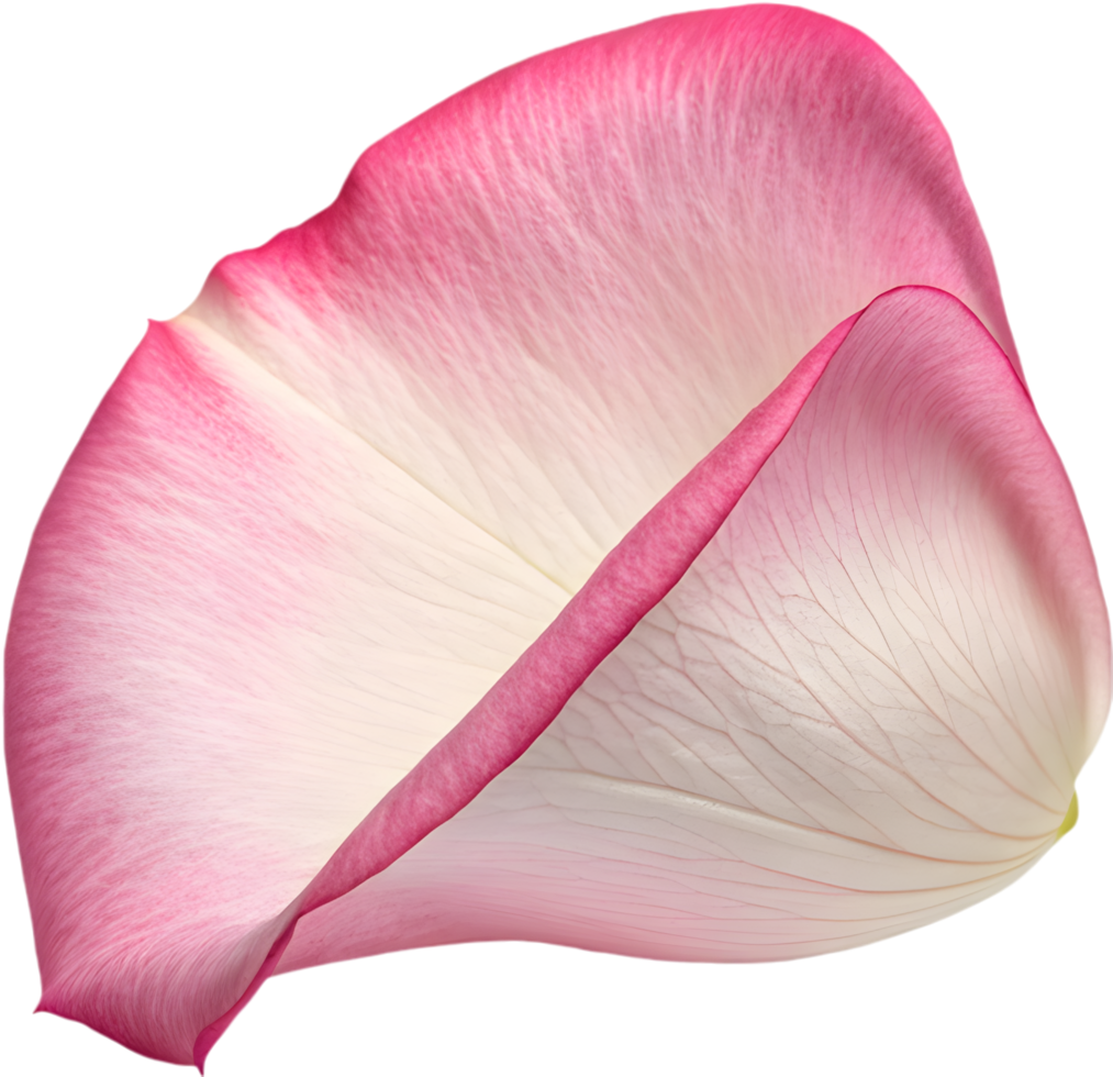 Stunning Floral Petal for Digital Creations. . png