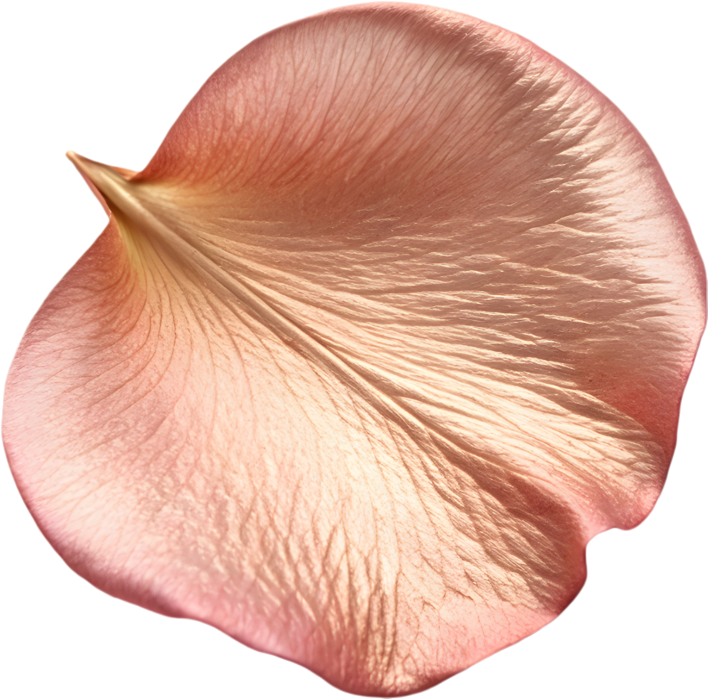 Romantic Soft Rose Petal for Creativity. . png