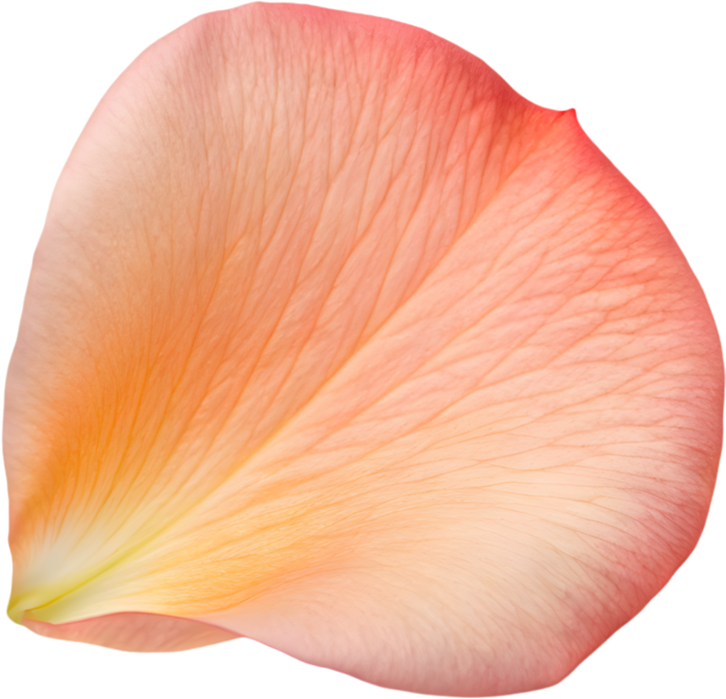 Beautiful Rose Petal Illustration for Decorations. . png