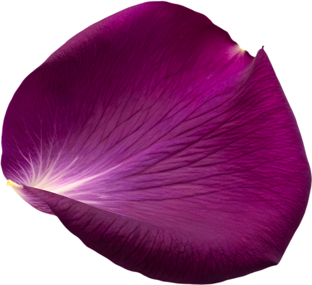 Elegant Flower Petal Clipart for Digital Art. . png