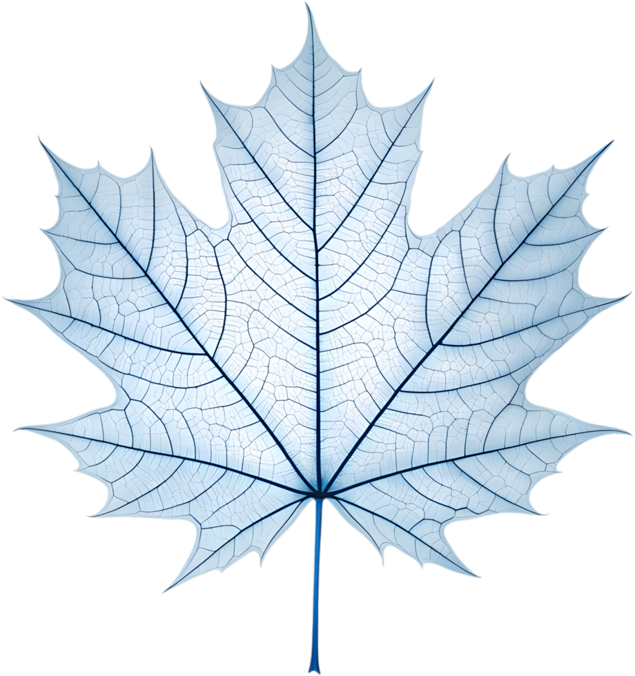 Nature design featuring translucent leaf with fine vein patterns. . png