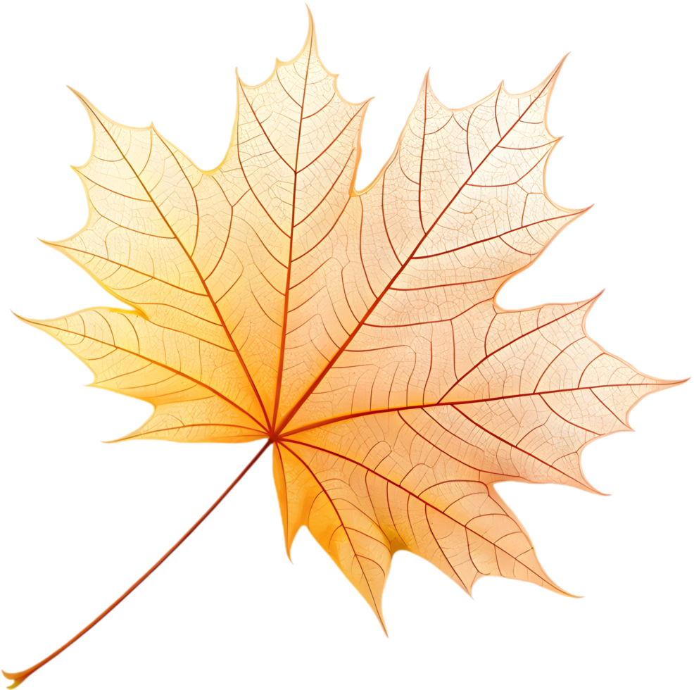 Translucent leaf with detailed veins and natural texture in clipart. . png