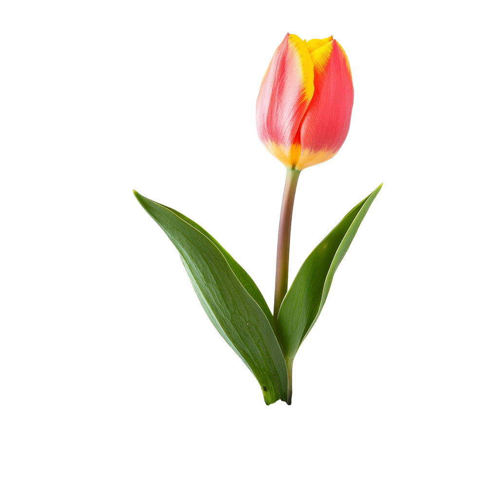 Colorful tulip flower growing in rich soil against a bright transparent background, Tulip flower with soil transparent background. Tulips flowers isolated on transparent background png