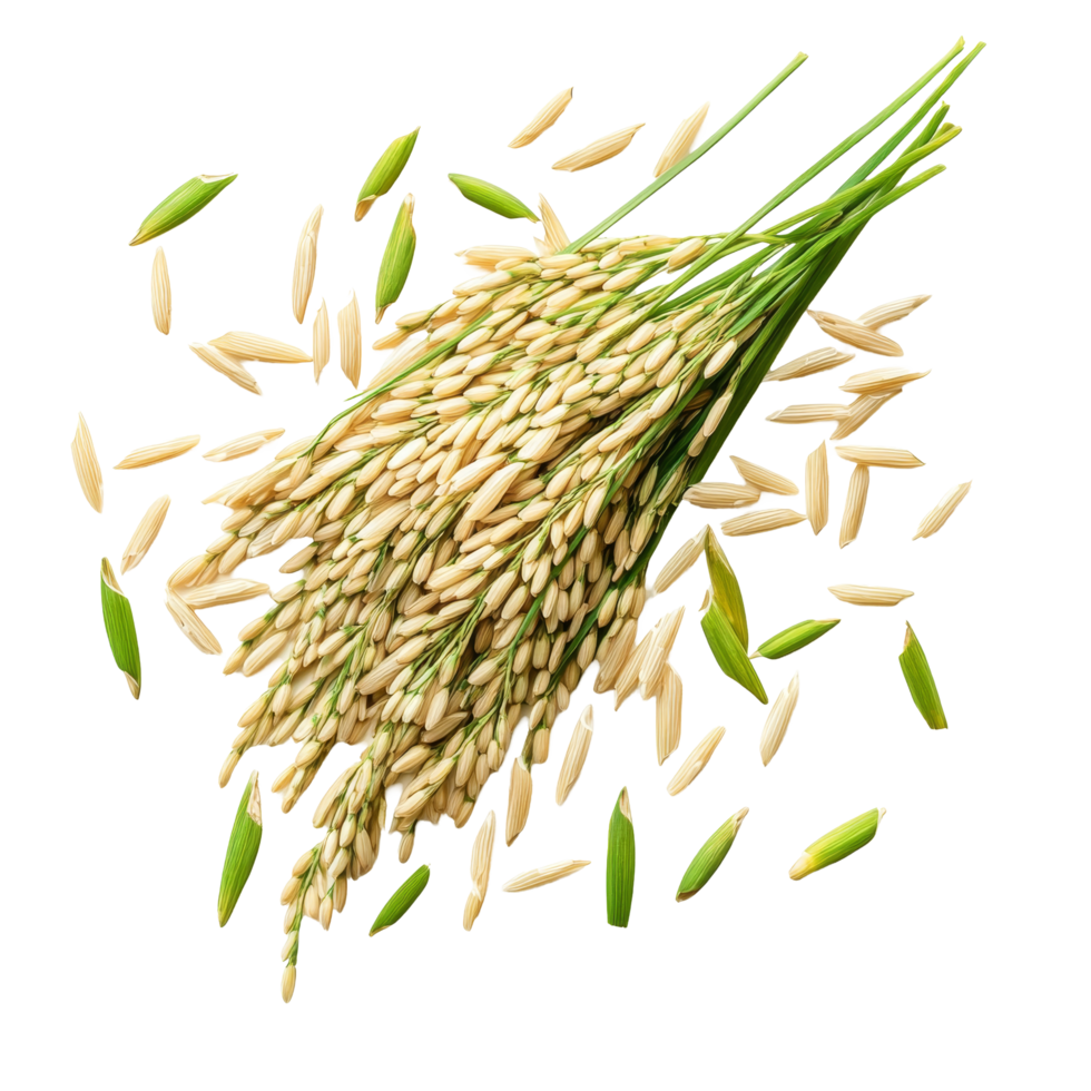 Top view of fresh paddy rice on a transparent background highlighting natural grain and plant details, Paddy rice top view on transparent background png