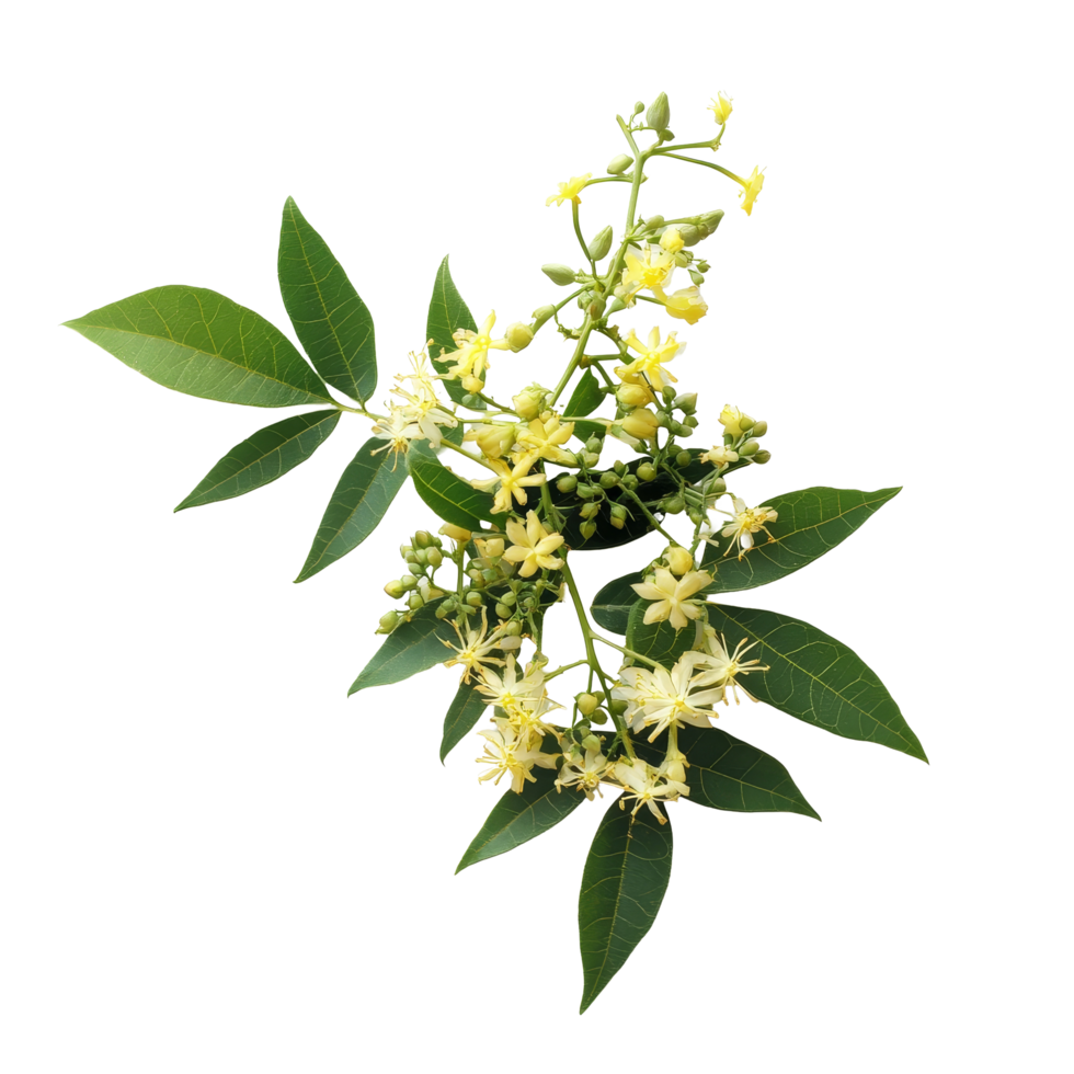 Medicinal neem flowers with vibrant yellow blossoms and green leaves arranged on a transparent background, Medicinal neem flower on transparent background png