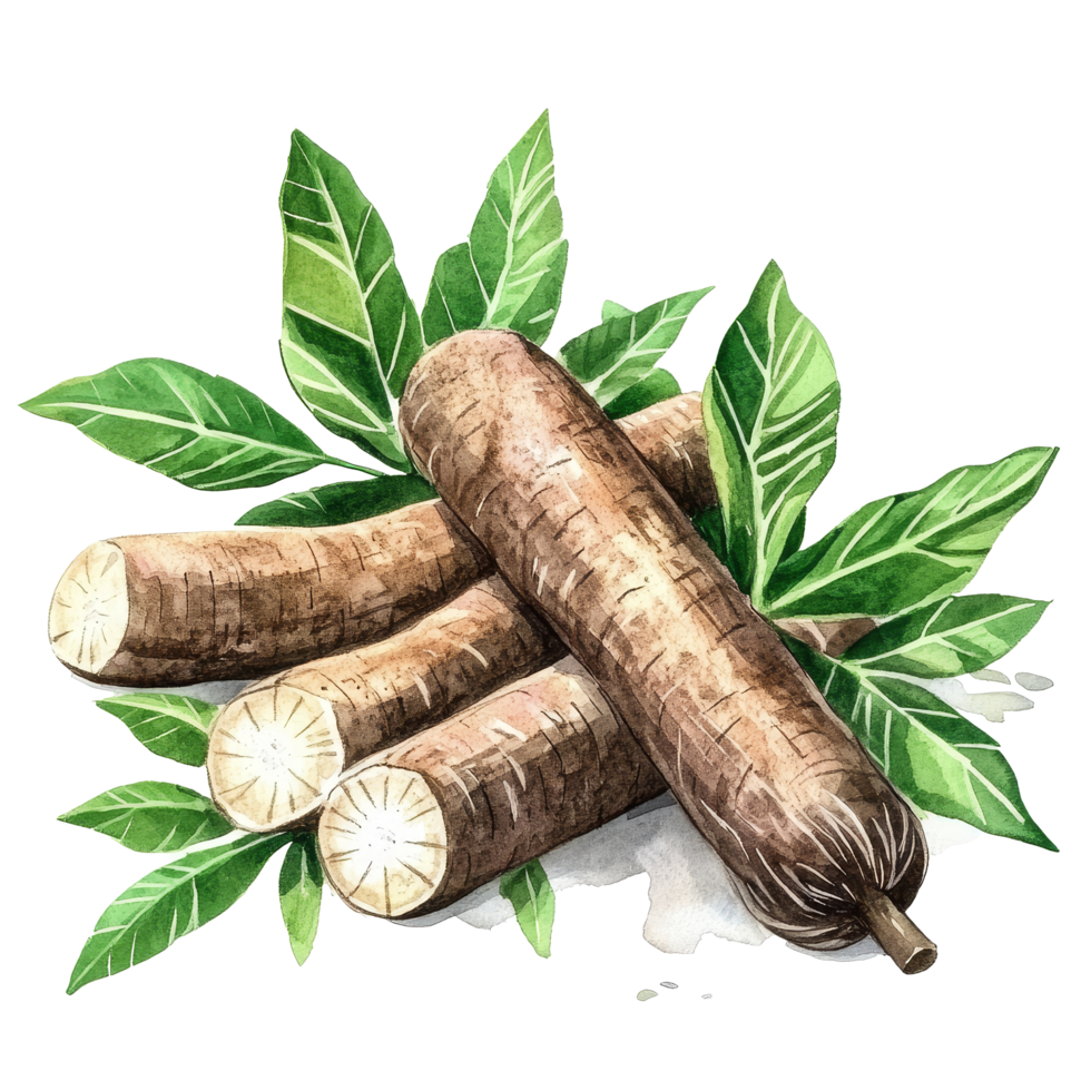 Fresh organic cassava roots with vibrant green leaves illustrated in watercolor for natural depiction, fresh organic cassava with leaves transparent background png