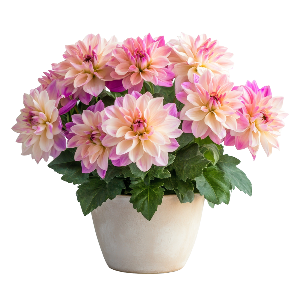 Beautiful natural flowers in a pot with pink and peach blooms on a transparent background, Beautiful natural flowers in a pot on a transparent background png