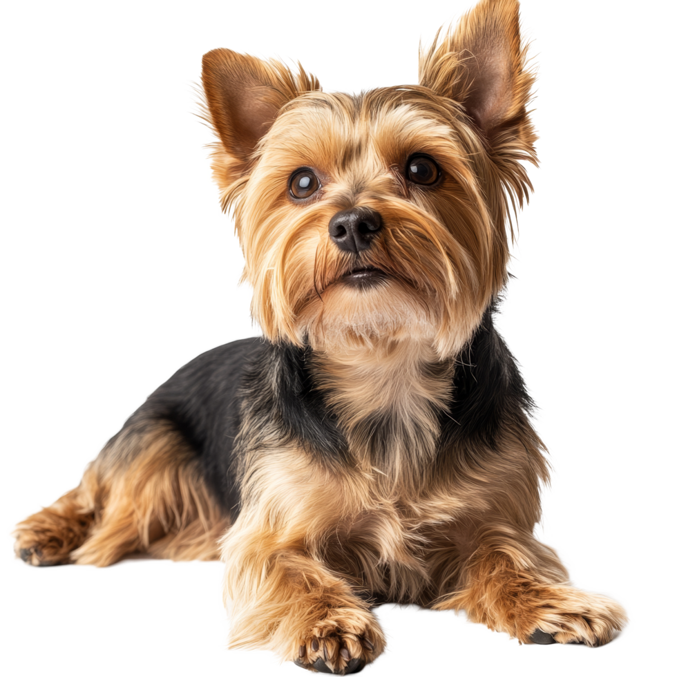A beautiful Yorkie rests gracefully on a transparent background during a serene indoors moment, Beautiful Yorkie on transparent background png