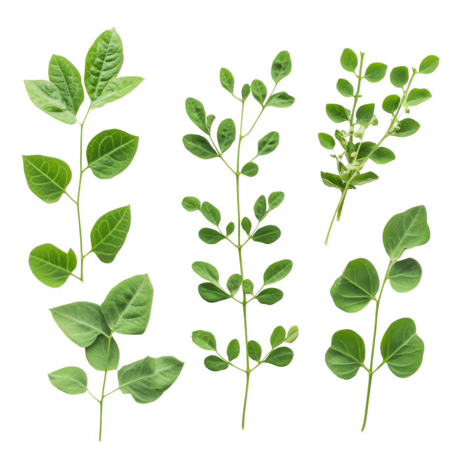 Moringa leaves displayed on a transparent background showcasing their vibrant green color and unique leaf structure, Moringa leaves on transparent background png