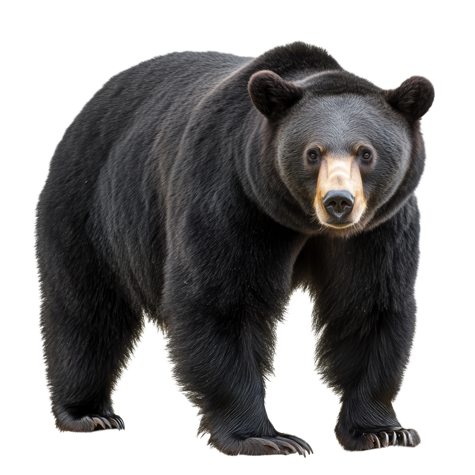 Black American Bear standing confidently against a transparent background in a striking pose, Black American Bear on transparent background png
