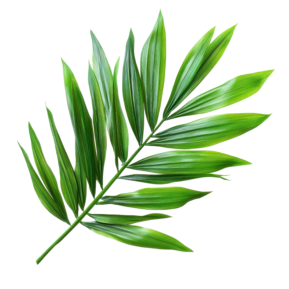 Green palm tree leaves on a bright transparent background showcasing natural beauty and texture for creative design, Green leaves of palm tree on transparent background png